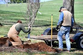 New Tree Care