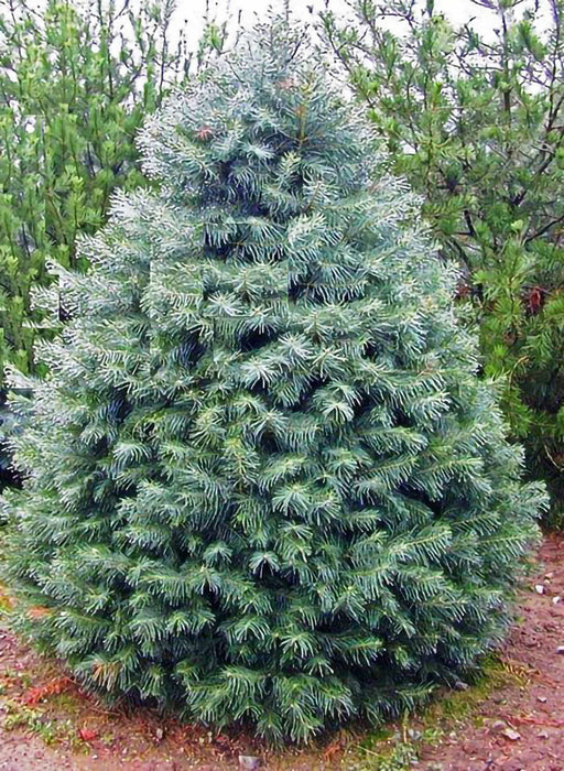 Concolor Fir