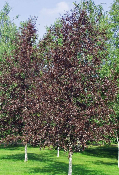 Crimson Frost Birch