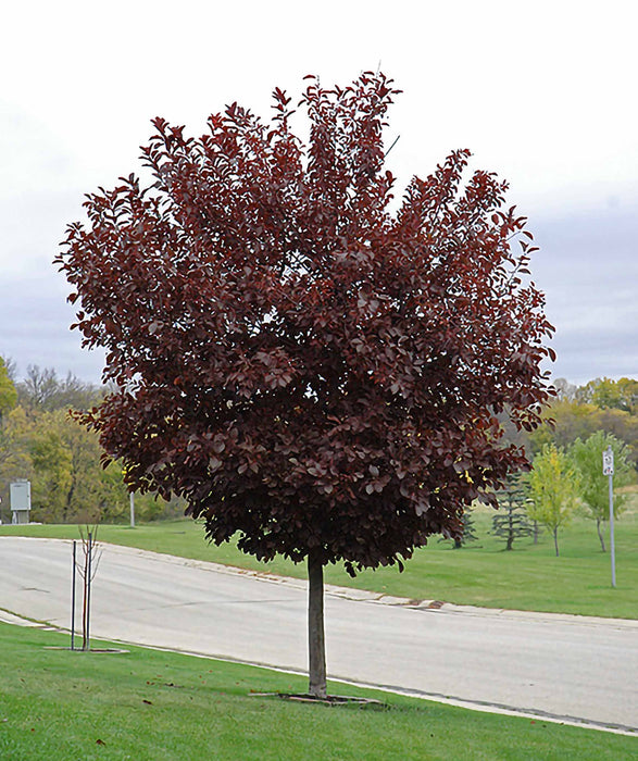 Canada Red Chokecherry