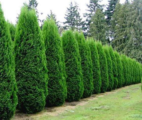 Emerald Green Arborvitae