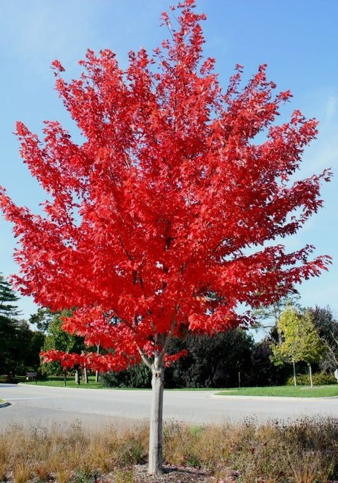 Autumn Blaze Maple
