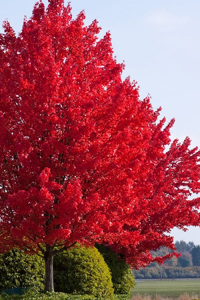 Autumn Blaze Maple