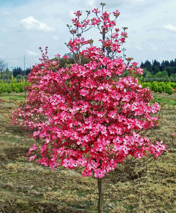 Cherokee Brave Dogwood