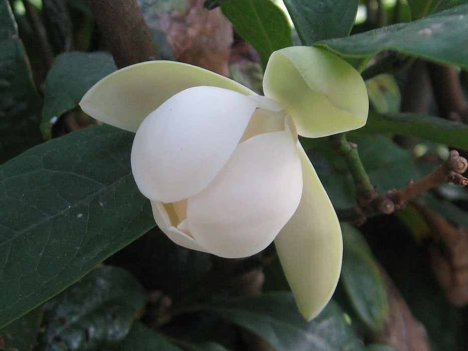 Coco Magnolia