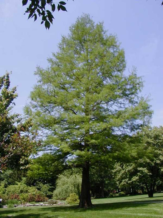 Bald Cypress