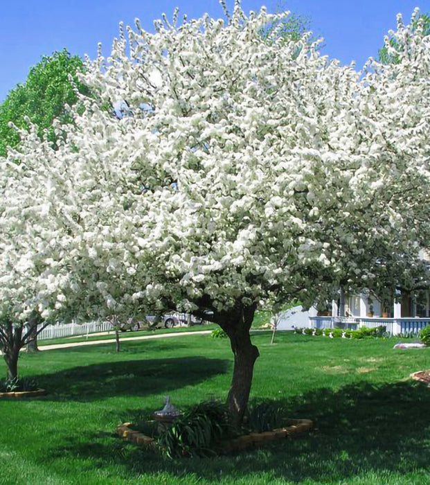 Donald Wyman Crabapple