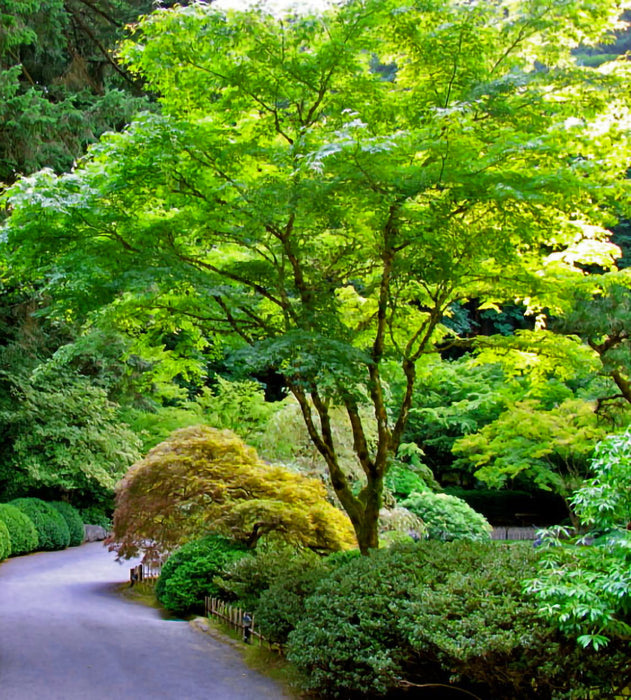 Green Japanese Maple