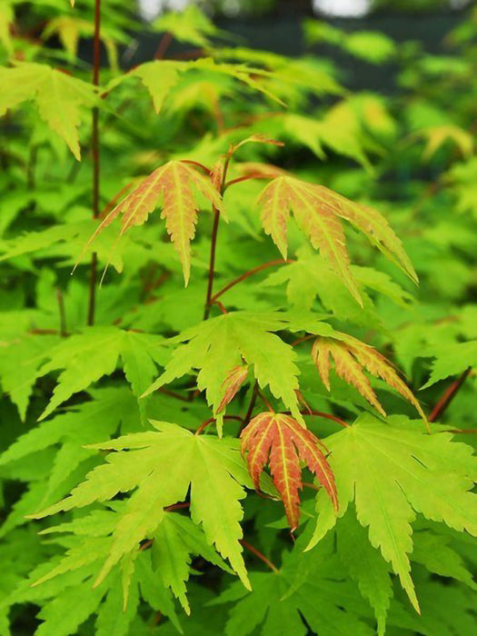 Green Japanese Maple