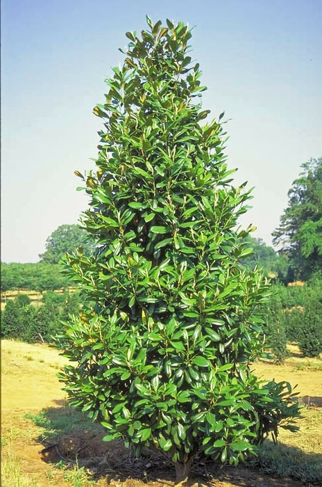 Greenback Southern Magnolia