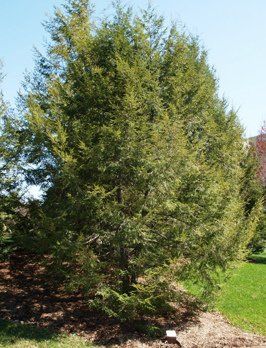 Canadian Hemlock