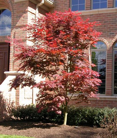 Bloodgood Japanese Maple