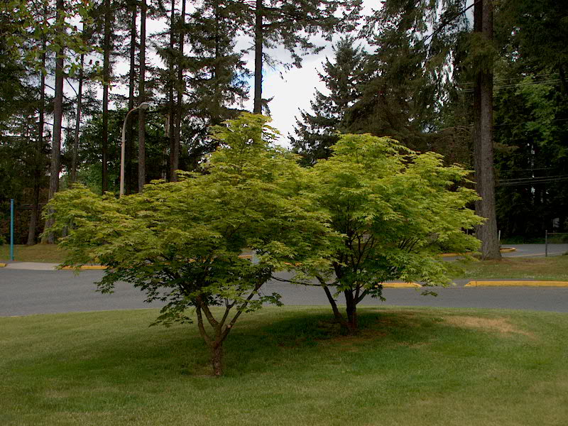 Green Japanese Maple