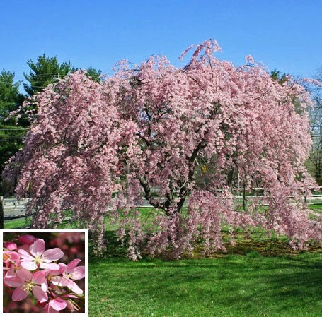 Louisa Crabapple