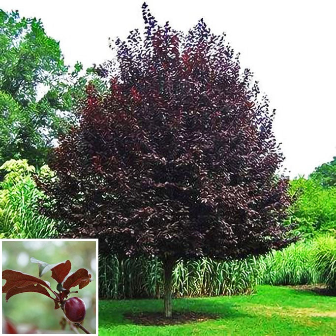 Newport Plum