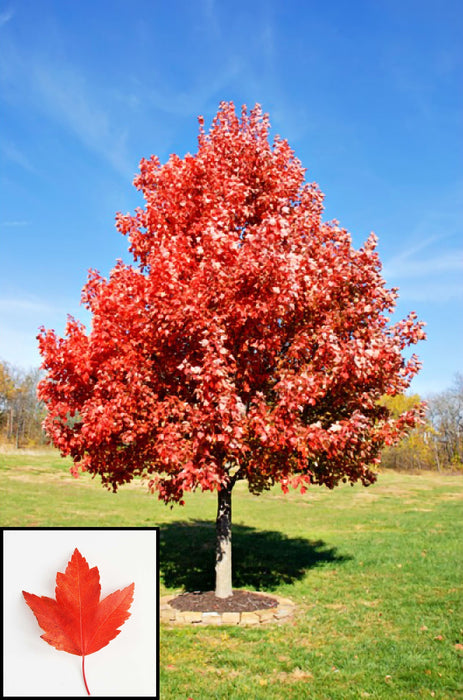 Sun Valley Maple