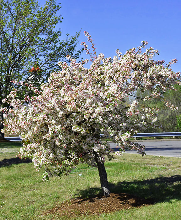 Candymint Crabapple