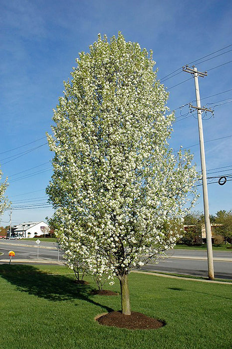 Cleveland Pear