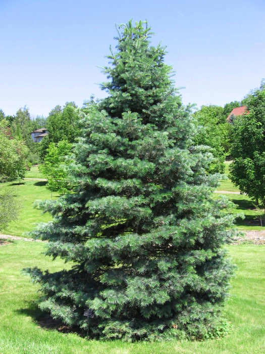 Concolor Fir