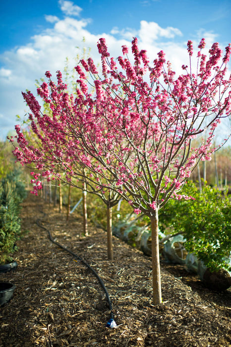 Coral Burst Crabapple