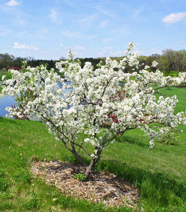 David Crabapple