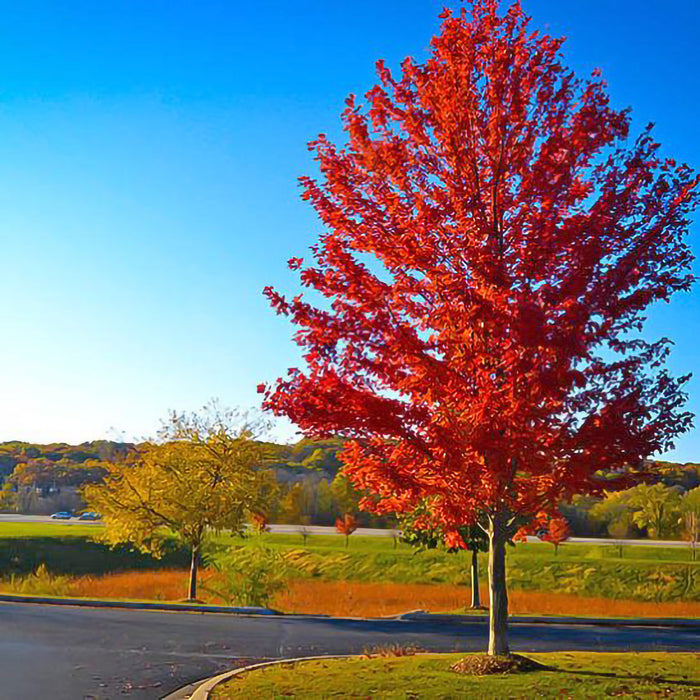 Autumn Flame Maple