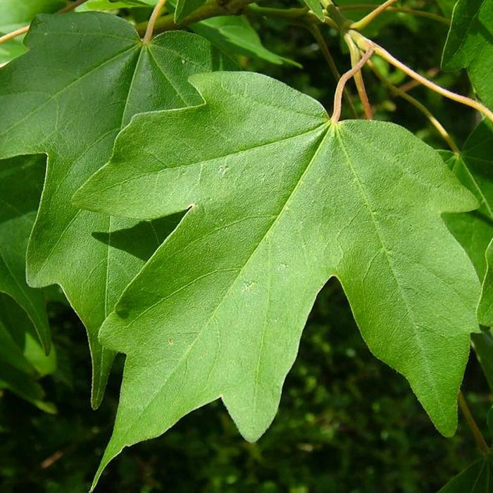 Hedge Maple