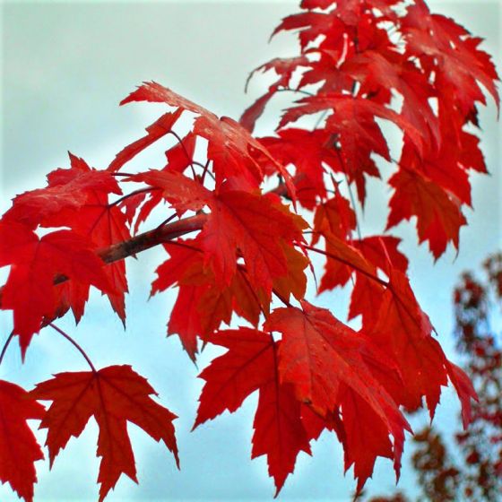 Autumn Blaze Maple