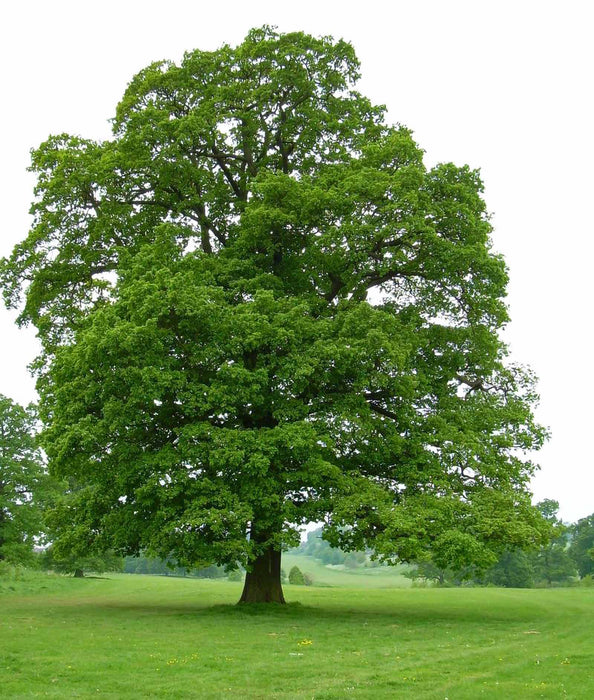 English Oak