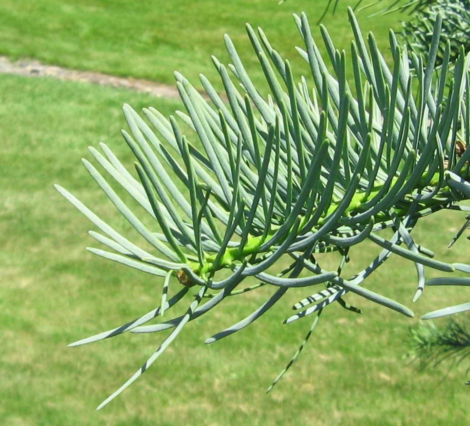 Concolor Fir — Affordable Trees