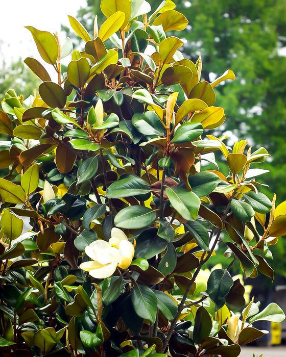 'Alta' Southern Magnolia