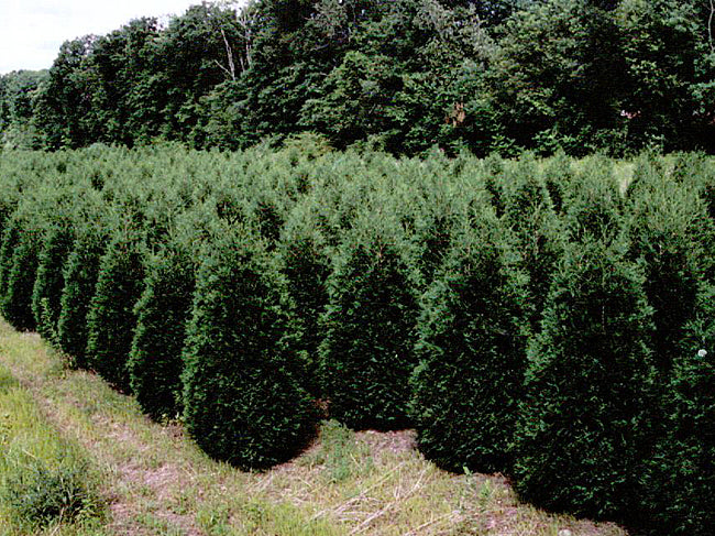 Techny Arborvitae — Affordable Trees