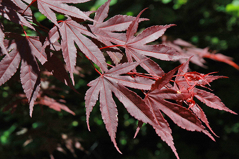 Crimson Prince Japanese Maple