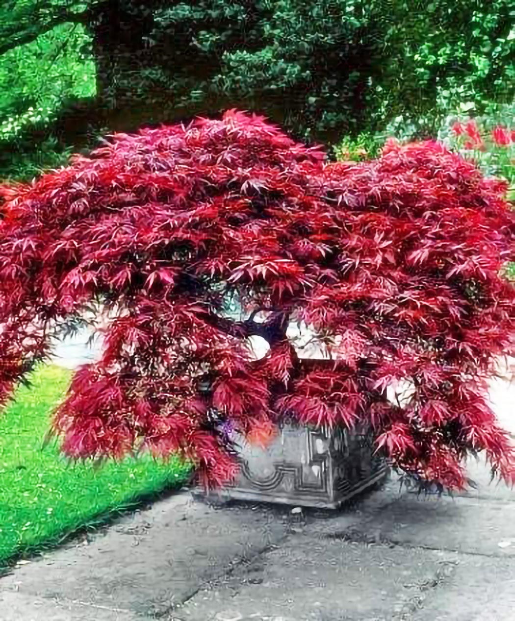 CONPE10　Real tree柄 Crimson Queen Japanese Maple — Affordable Trees