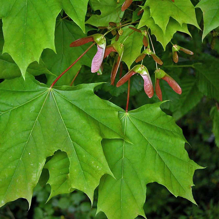 Emerald Queen Maple — Affordable Trees