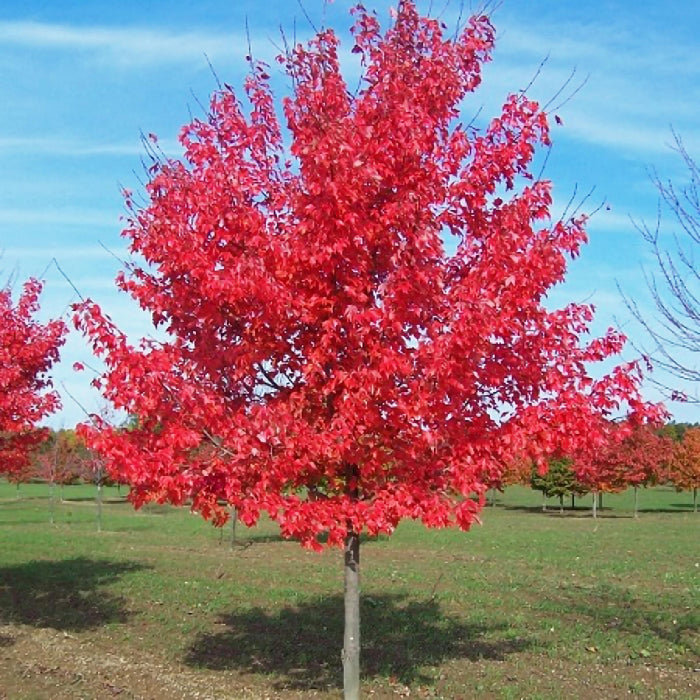 Fairview Flame Maple