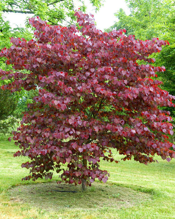 Forest Pansy Redbud