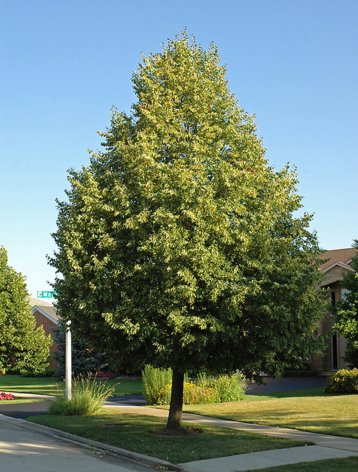 Little-leaf Linden - Gardening in Michigan