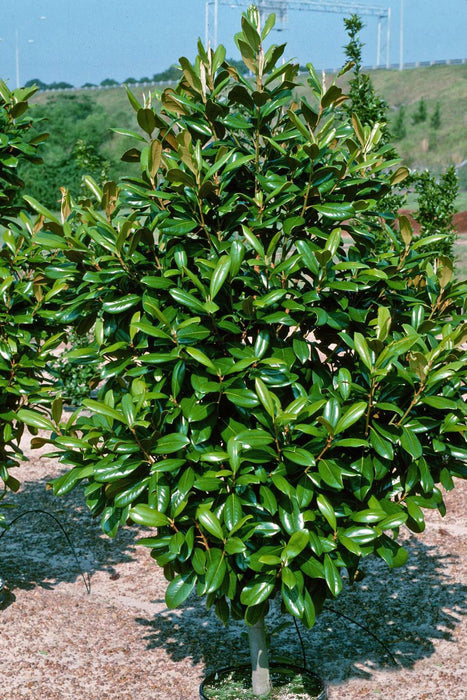 Greenback Southern Magnolia