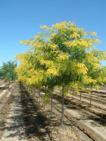 Sunburst Honeylocust