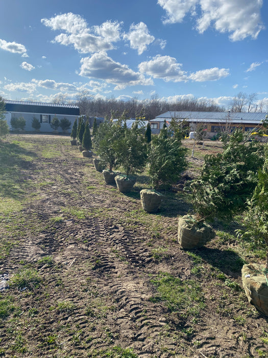 Dark Green American Arborvitae