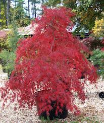 Tamukeyama Japanese Maple