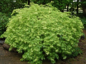 Weeping Green Japanese Maple