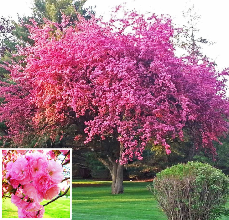 thumbnail image 2 of Kwanzan Cherry Tree Live Plant – Prunus Serrulata, 4-6 Inches Tall, Fast-Growing Flowering Tree 2 of 13