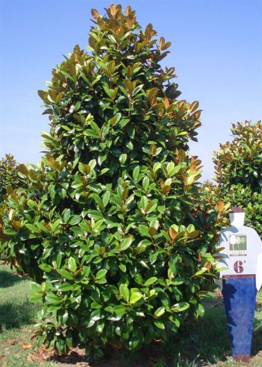 Green Giant Southern Magnolia