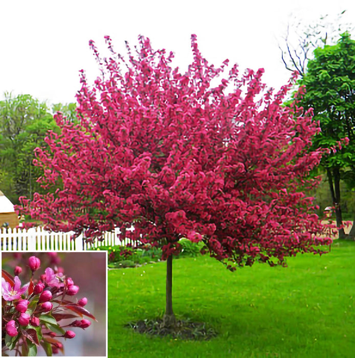 Red Splendor Crabapple