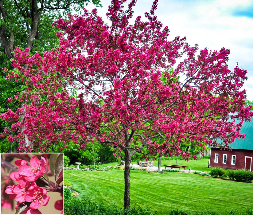 Prariefire Crabapple