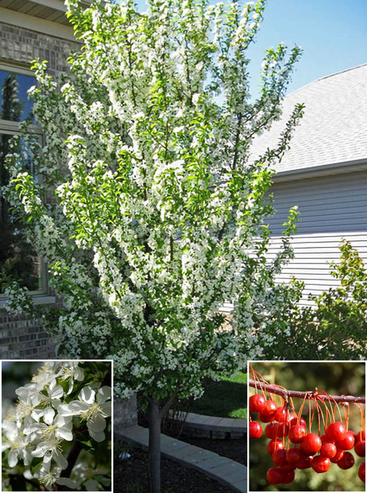 Red Jewel Crabapple