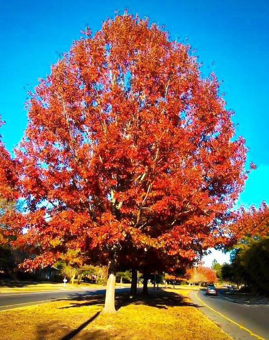 Red Oak