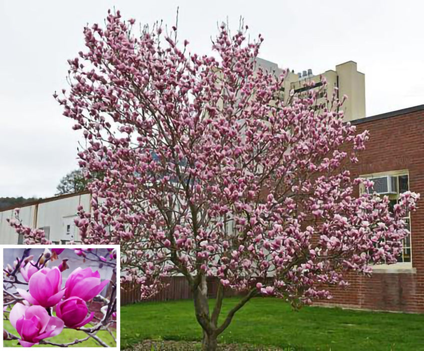 Saucer Magnolia